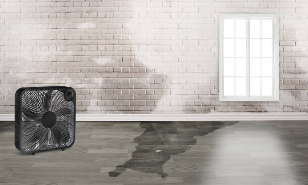 Best Water damage restoration cost  in Duenweg, MO